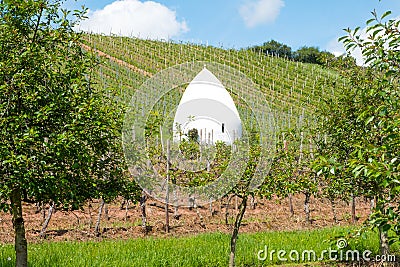 Vineyard during autum in Rhine-Hesse, Rheingau, Germany Stock Photo