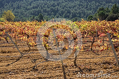 Vineyard with bobal grape, closeup, back light Stock Photo