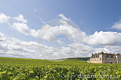 Vineyard in Bourgogne, Burgundy Stock Photo