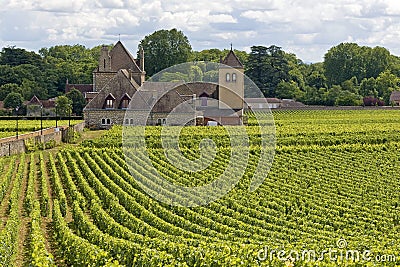 Vineyard in Bourgogne, french village. Stock Photo