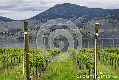 Vineyard British Columbia Okanagan Stock Photo
