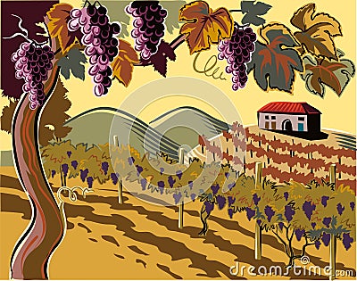 Vineyard with bunches of ripe grapes Vector Illustration