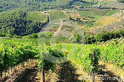 Vineyard In The Chianti Stock Photo