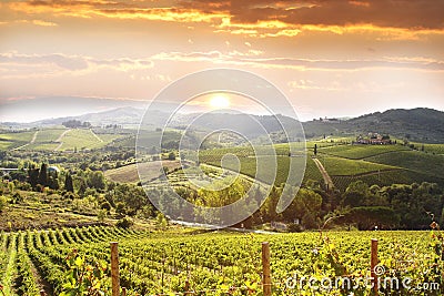 Vineyard in Chianti, Tuscany Stock Photo