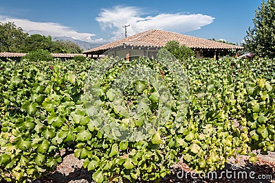 Vineyard in Colchagua Valley Chile Stock Photo