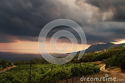 Vineyard and dark stormy clouds. Sea mountain panoramic view. Vine grape harvest growing plants on trellis canopy system Stock Photo