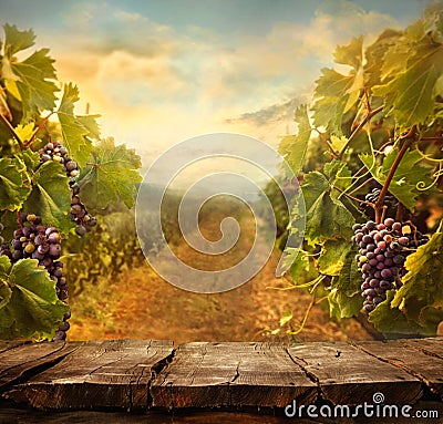 Vineyard design Stock Photo