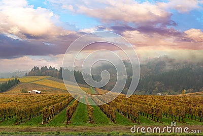 Vineyard in Dundee Oregon Stock Photo
