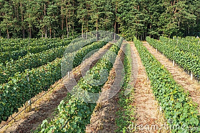 Vineyard in Dworzno village, Poland Stock Photo