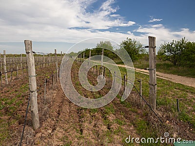 Vineyard early in the spring in the begining of the year. Stock Photo