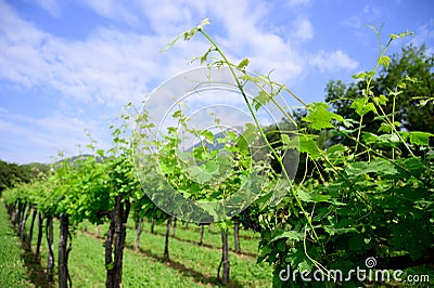 Vineyard in early spring with blie sky and clouds in background Stock Photo