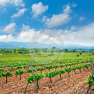 Vineyard in El Bierzo of Leon by Saint James Way Stock Photo