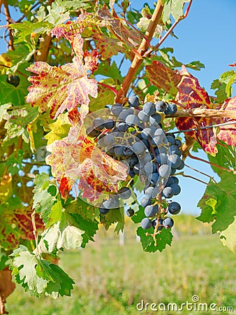 A vineyard in fall Stock Photo