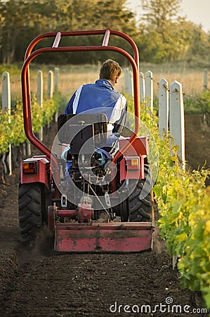 Vineyard and farmer in tractor Editorial Stock Photo