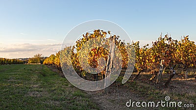 Vineyard fields at autumnal sunset Stock Photo