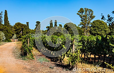 Vineyard fields within Abbaye de Lerins monastery on Saint Honorat island offshore Cannes at French Riviera in France Stock Photo