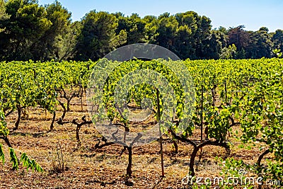 Vineyard fields with grape vines within Abbaye de Lerins monastery on Saint Honorat island offshore Cannes in France Editorial Stock Photo