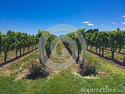 Vineyard Fields on Long Island Stock Photo