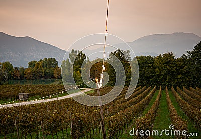 Vineyard in Franciacorta, Brescia, Lombardy, Italy Stock Photo