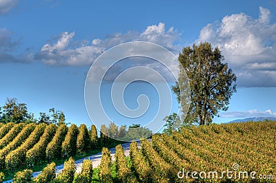 Vineyard In Franciacorta before sunset Stock Photo
