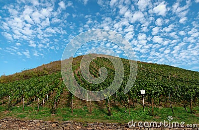 Vineyard in front of blue sky in Nahe-Region of rhineland-palatinate Stock Photo
