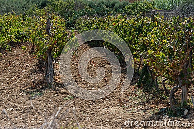 Vineyard in Gozo. Horizontal. space for text. Stock Photo