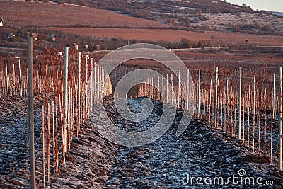 Countryside vineyard grapes in winter Stock Photo