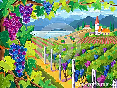 Vineyard and grapes bunches Vector Illustration