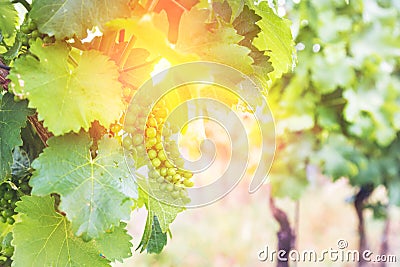 Vineyard with grapes and sun glow Stock Photo
