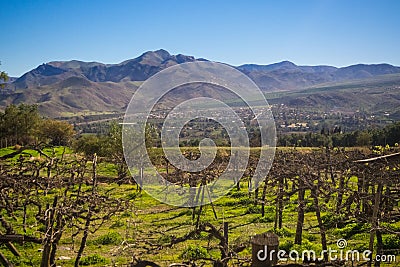 Vineyard when Grapevine flower. Elqui Valley, Andes part of Atacama Desert in the Coquimbo Stock Photo