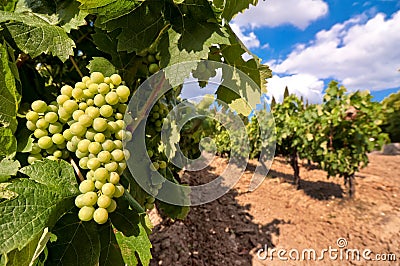 Vineyard with green grapes Stock Photo