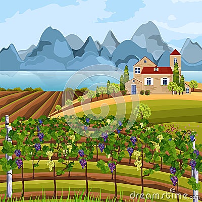 Vineyard growing harvest Vector. Beautiful summer fields and mountains views Vector Illustration