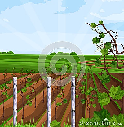 Vineyard growing harvest Vector. Beautiful summer fields and mountains views Vector Illustration