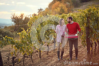 Vineyard. Happy couple at a vineyard. Couple harvesters grape in vineyard Stock Photo