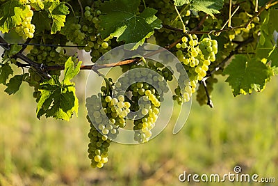 Vineyard with Hibernal near Cejkovice, Southern Moravia, Czech Republic Stock Photo