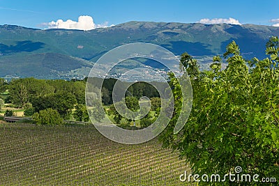 Vineyard in the hills of Montefalco Stock Photo