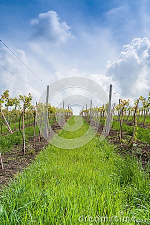 Vineyard in the hills of Romania Stock Photo