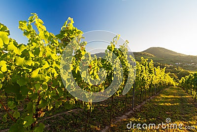 Vineyard and hilly landscape in Pfalz, Germany Stock Photo