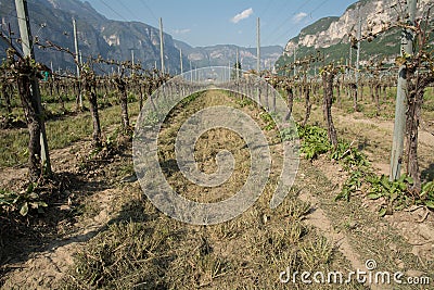 Vineyard hit by the cold. Stock Photo