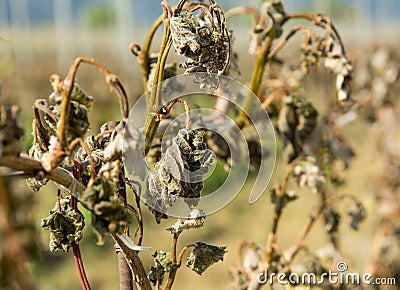 Vineyard hit by the cold. Stock Photo