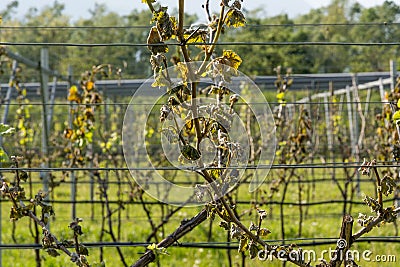 Vineyard hit by the cold. Stock Photo