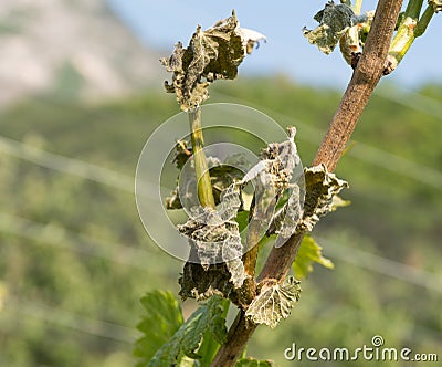 Vineyard hit by the cold. Stock Photo