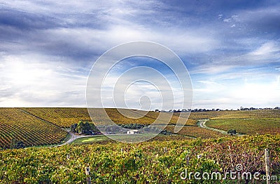 Vineyard and house in McLaren Vale, South Australia Stock Photo