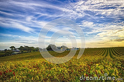 Vineyard and house in McLaren Vale, South Australia Stock Photo