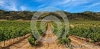 Vineyard in La Rioja with mountain and blue sky Stock Photo