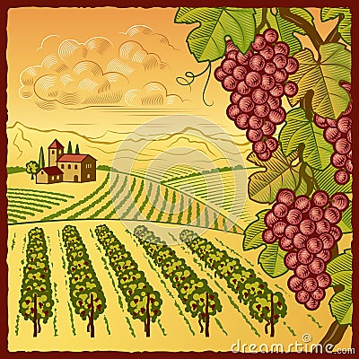 Vineyard landscape Vector Illustration