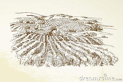 Vineyard Landscape Vector Illustration