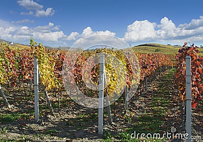 Vineyard Stock Photo