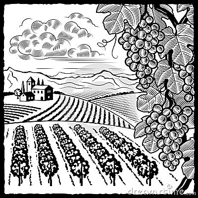 Vineyard landscape black and white Vector Illustration