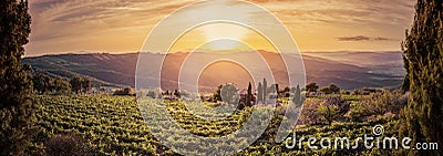 Vineyard landscape panorama in Tuscany, Italy. Wine farm at sunset Stock Photo